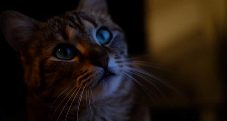 L’histoire de mes chats